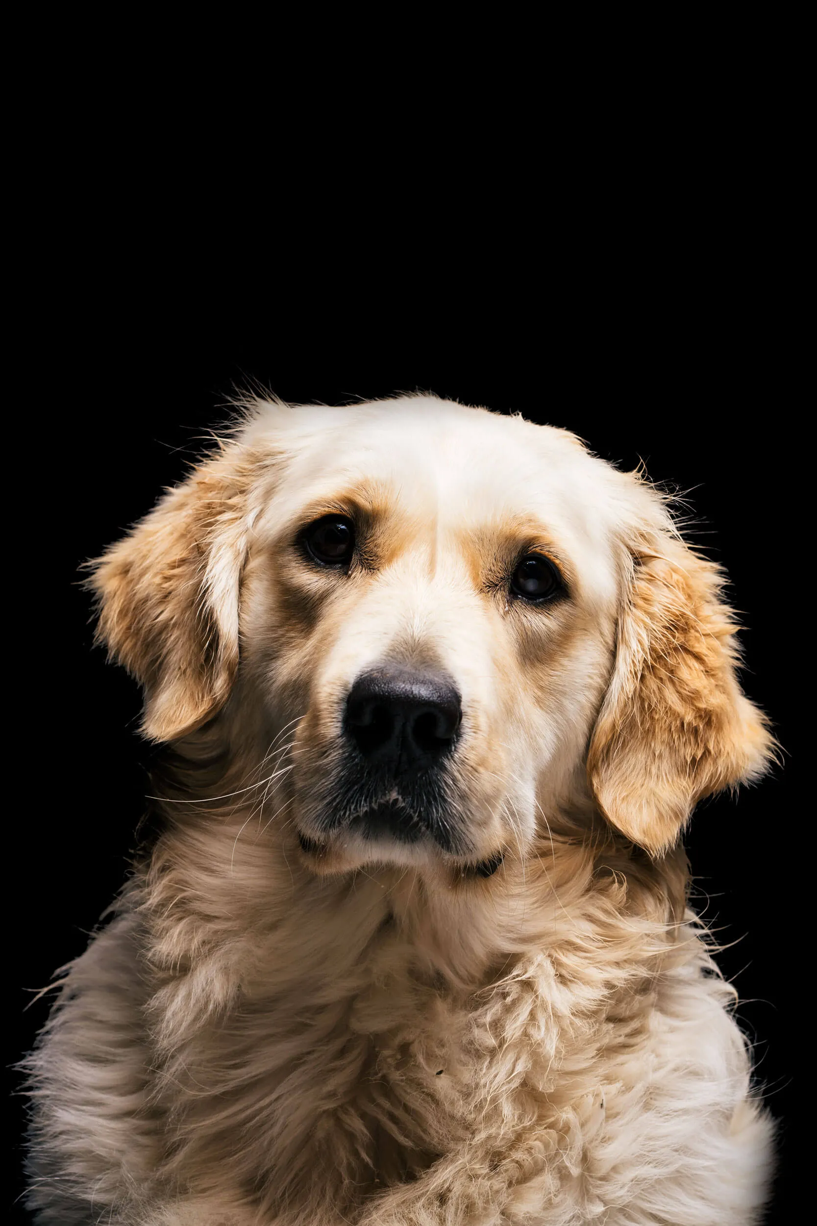 Golden retriever Fine Art animal portrait on dark background, emotional lighting — Art Animal