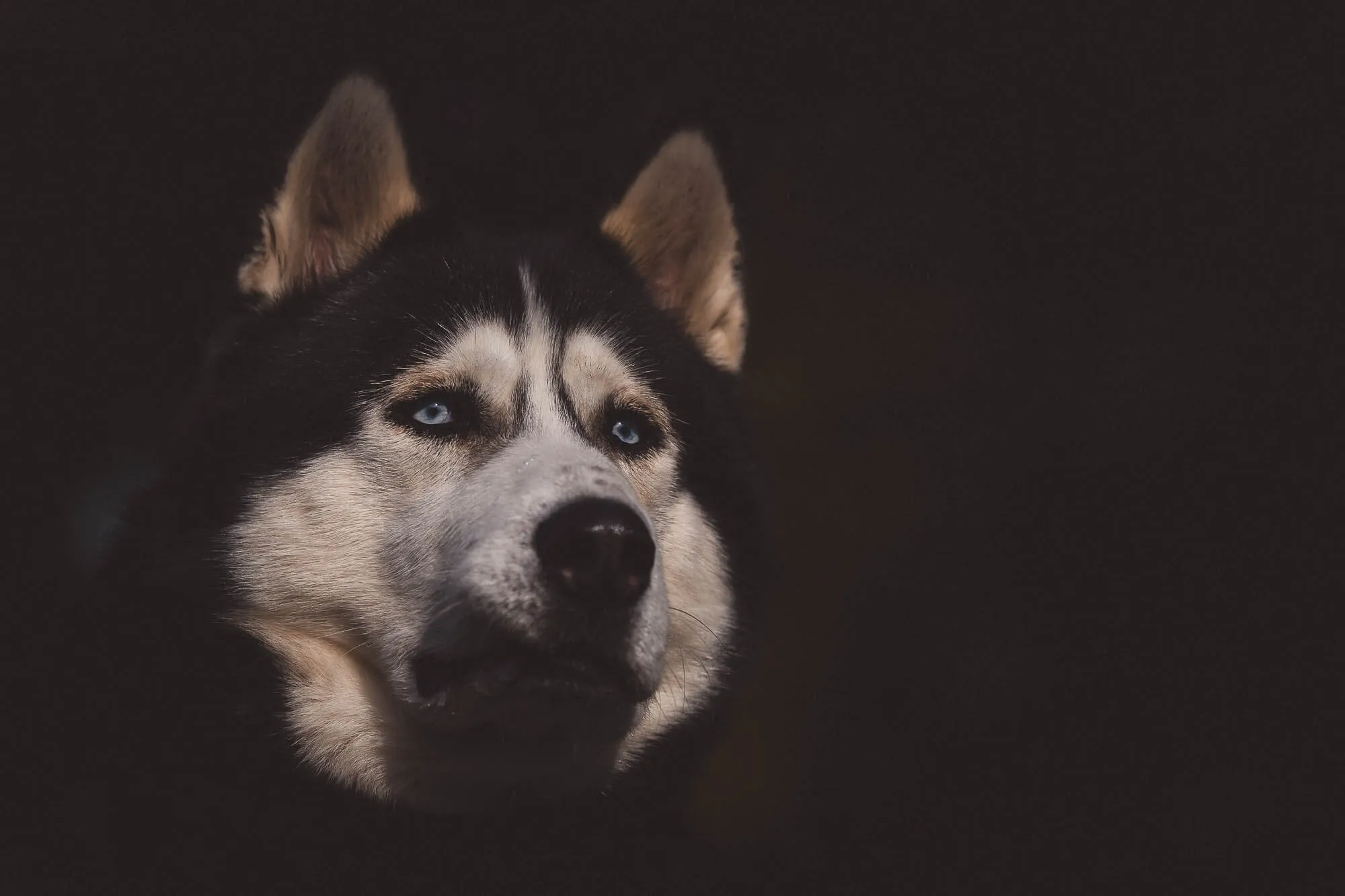Close-up of a husky dog with piercing blue eyes against a dark background — Art Animal.