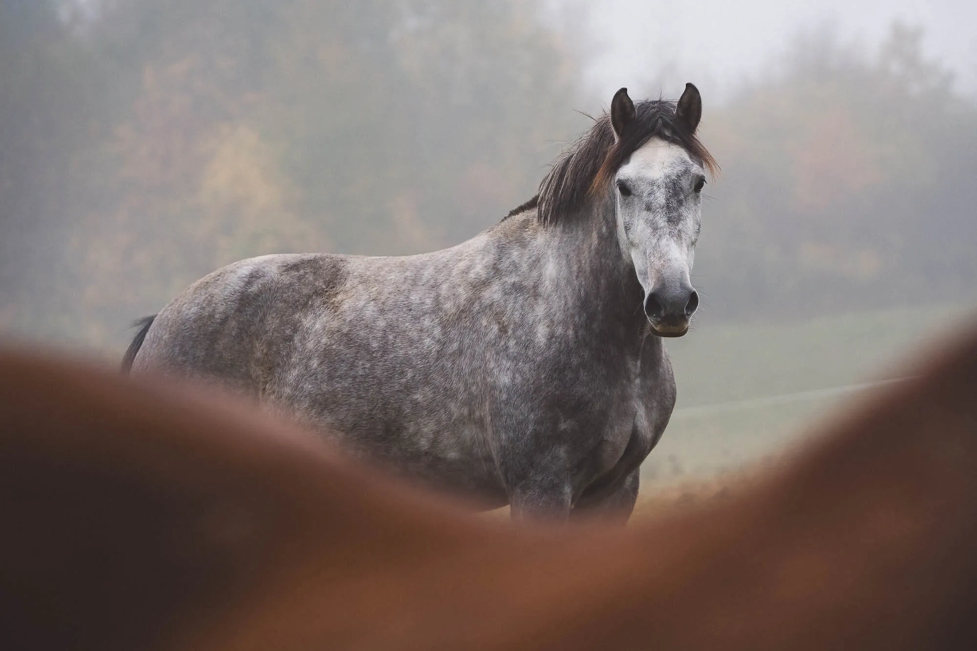 Gray horse with a dark mane standing outdoors on a foggy day with blurred brown horses in the foreground — Art Animal.