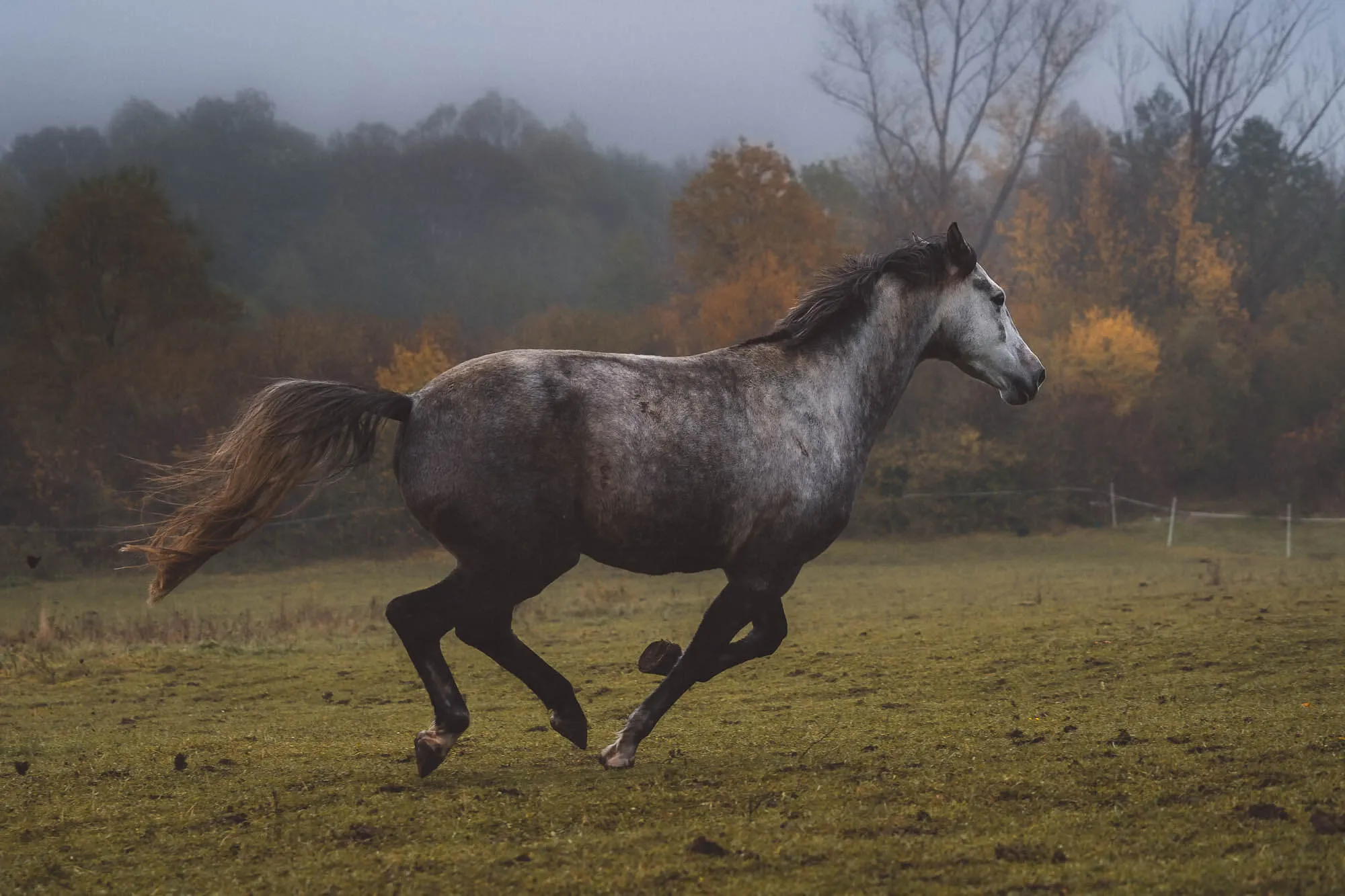 Gray horse galloping across a grassy field with autumn-colored trees and a foggy sky in the background — Art Animal.