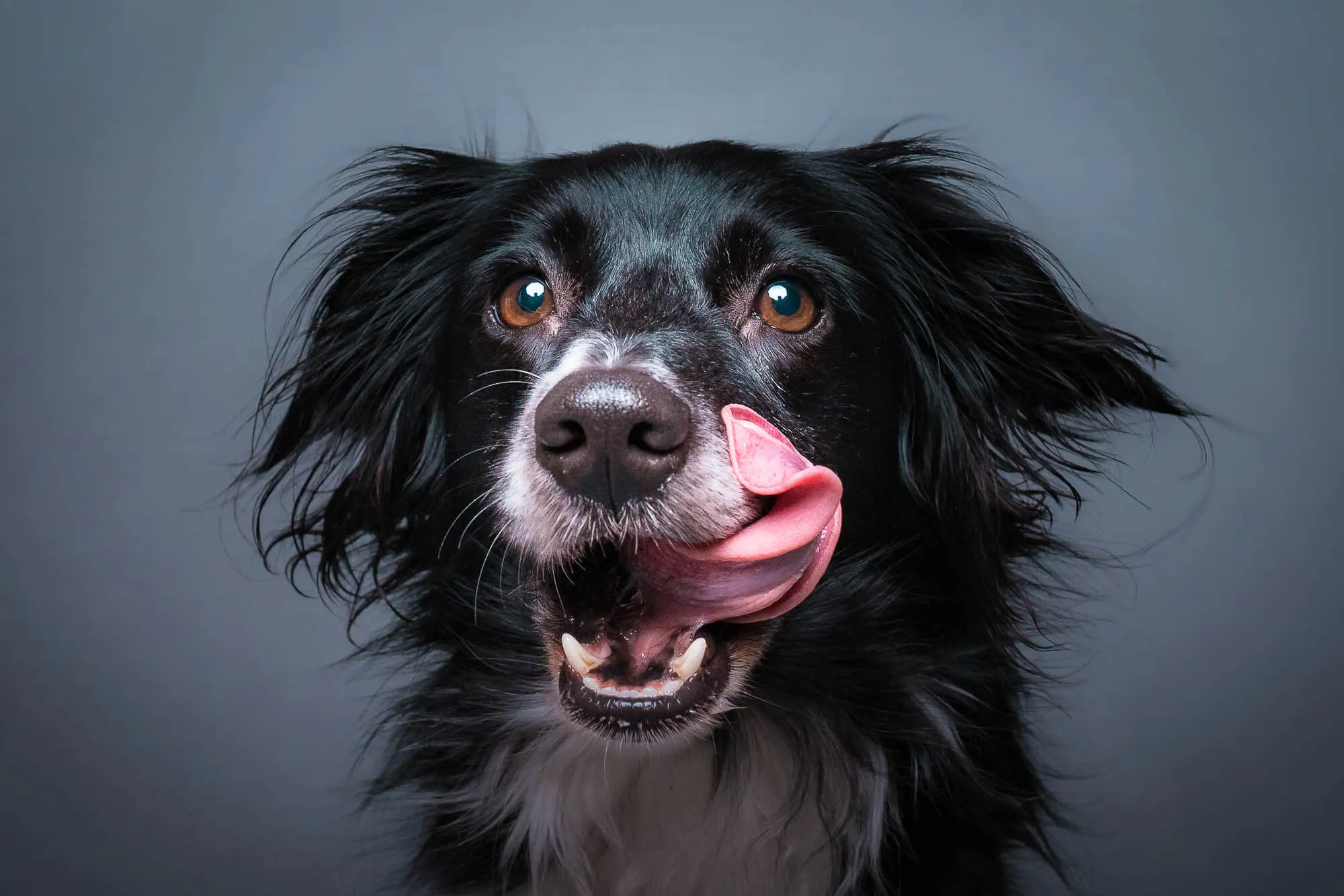 Black and white dog with brown eyes licking its nose with a curled tongue against a gray background — Art Animal.