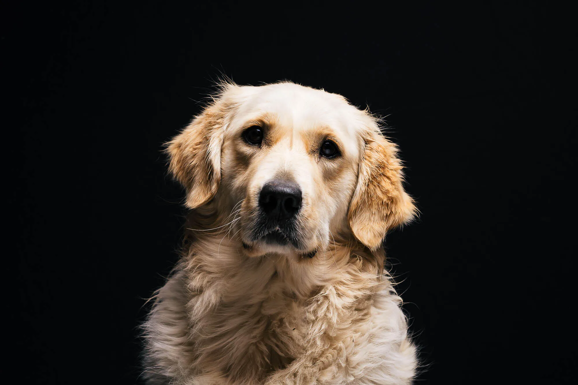 Close-up of a golden retriever dog with light fur against a black background — Art Animal.