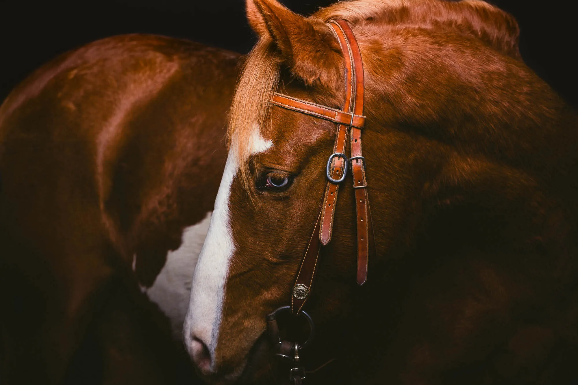 Close-up of a brown horse with a white stripe on its face wearing a leather bridle against a dark background — Art Animal.