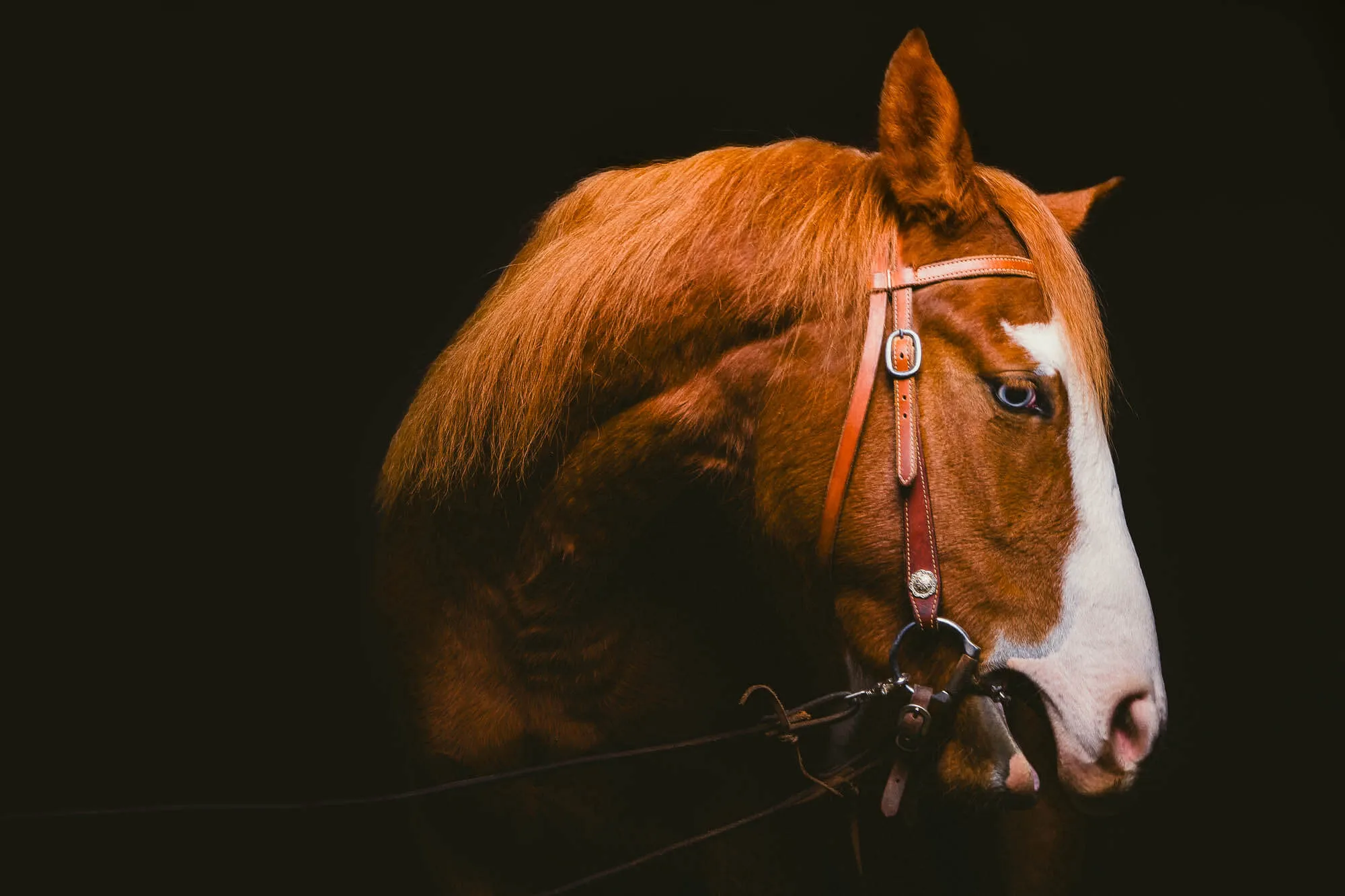 Close-up of a chestnut horse with a white blaze on its face and a bridle, against a black background — Art Animal.
