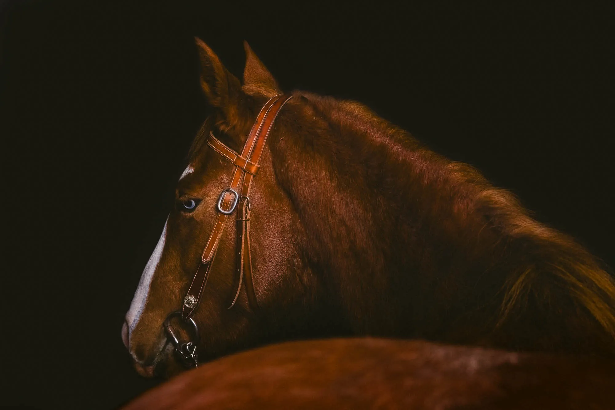Close-up side profile of a brown horse with a white blaze on its face against a black background — Art Animal.