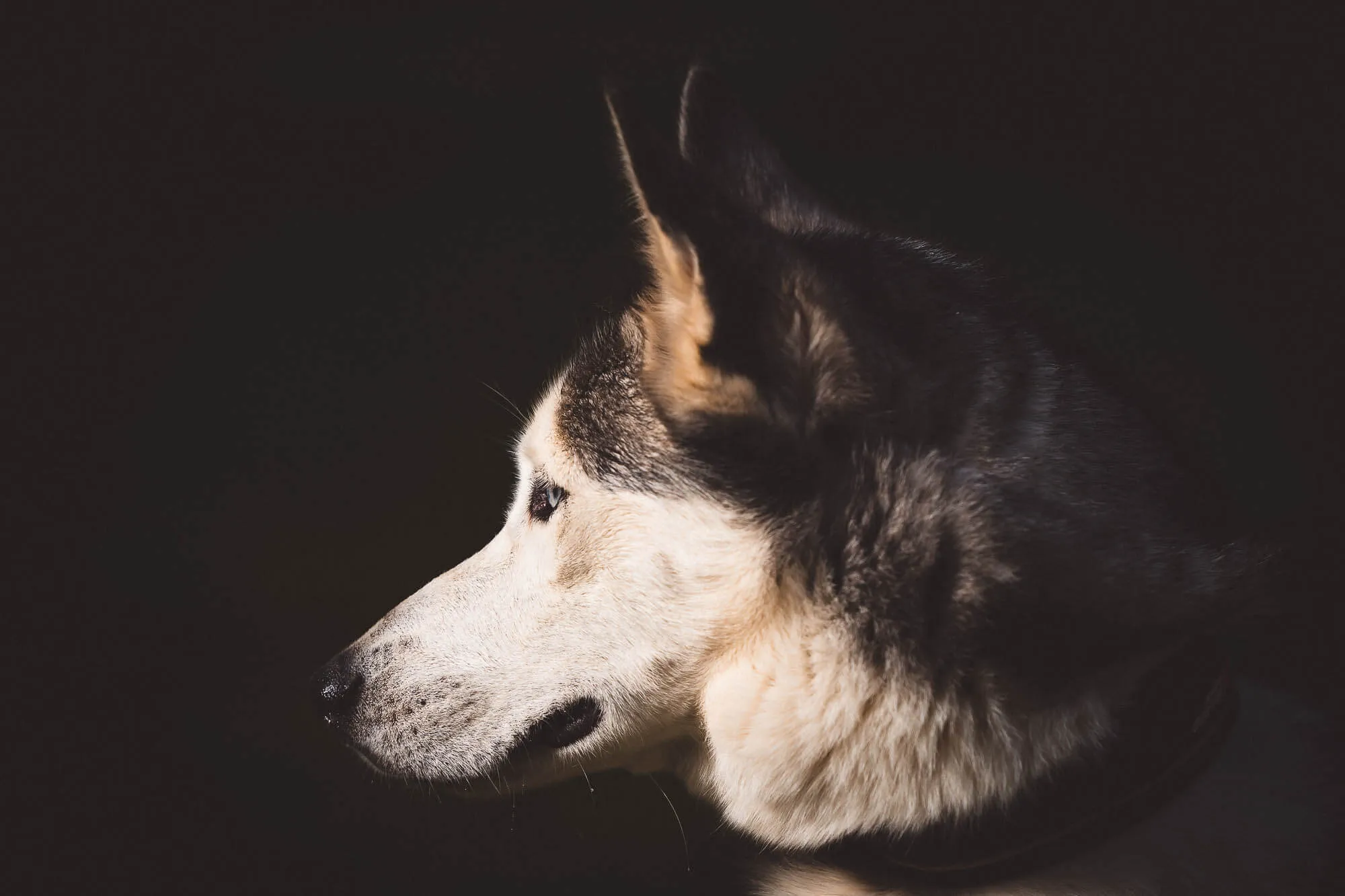 Side profile of a husky dog with black and white fur against a dark background — Art Animal.