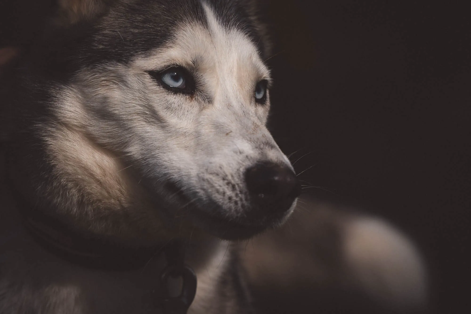 Close-up of a husky dog with blue eyes and a black collar against a dark background — Art Animal.
