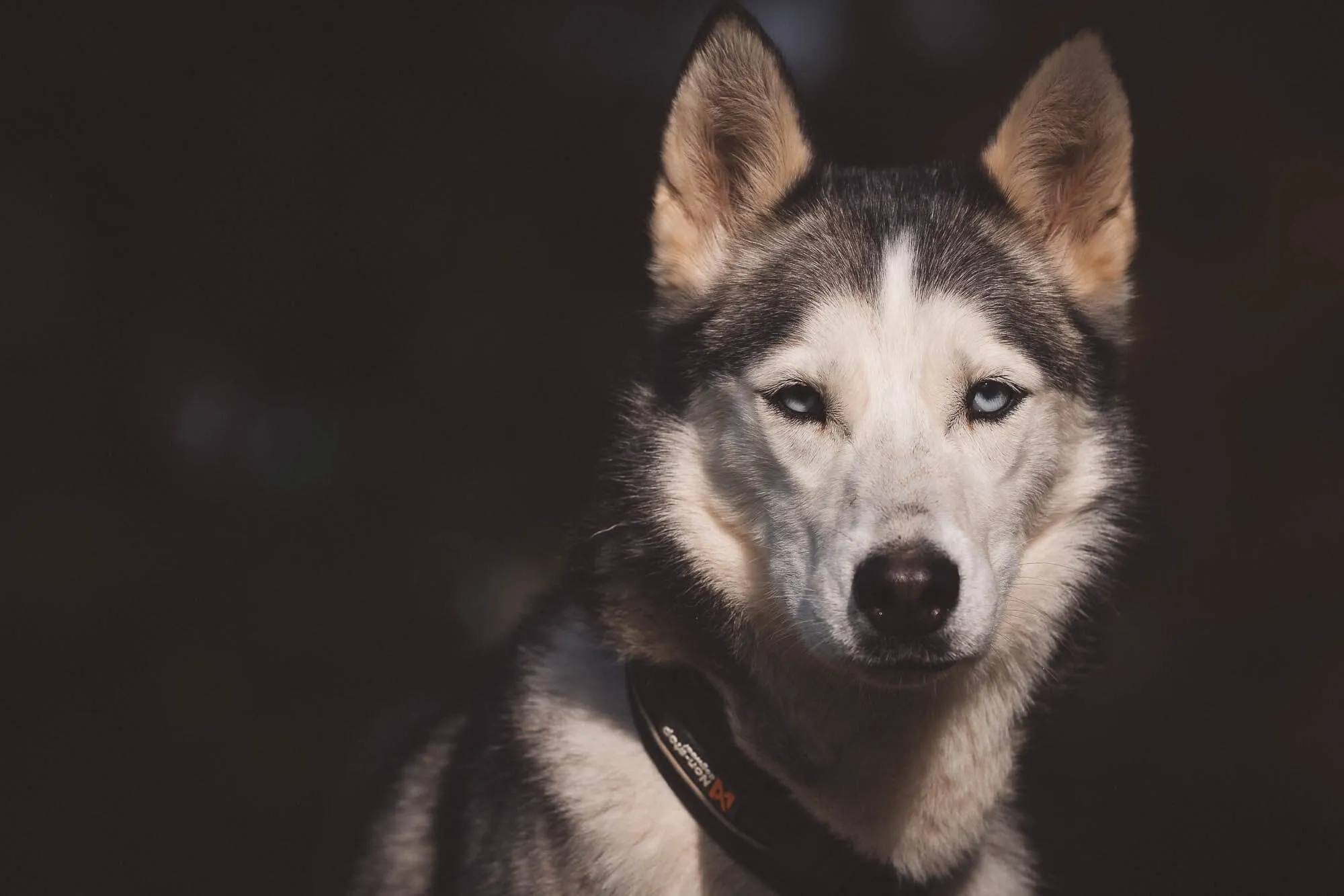 Close-up of a husky dog with blue eyes against a dark background — Art Animal.