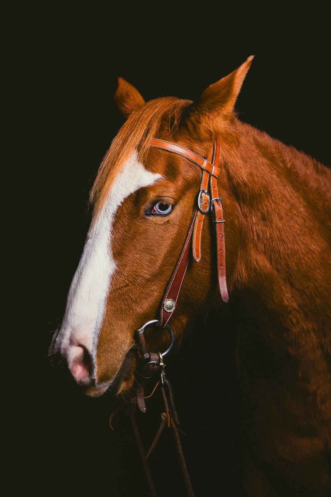Close-up side profile of a brown horse with a white blaze on its face and a blue eye, wearing a leather bridle against a black background — Art Animal.