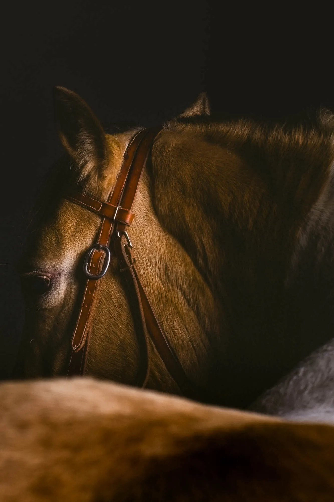 Close-up of a brown horse's head with a leather bridle against a dark background — Art Animal.