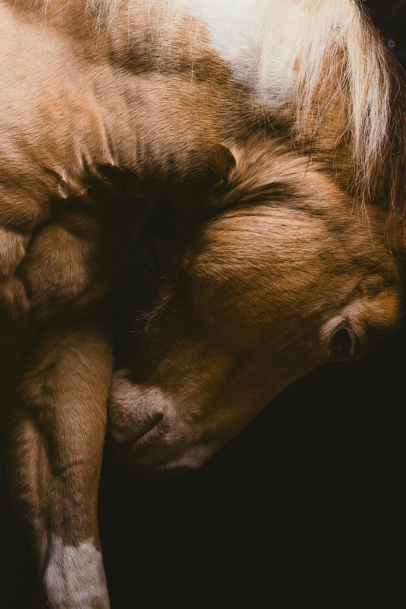 Close Fine Art portrait of horse muzzle with soft warm light, detail focus — Art Animal