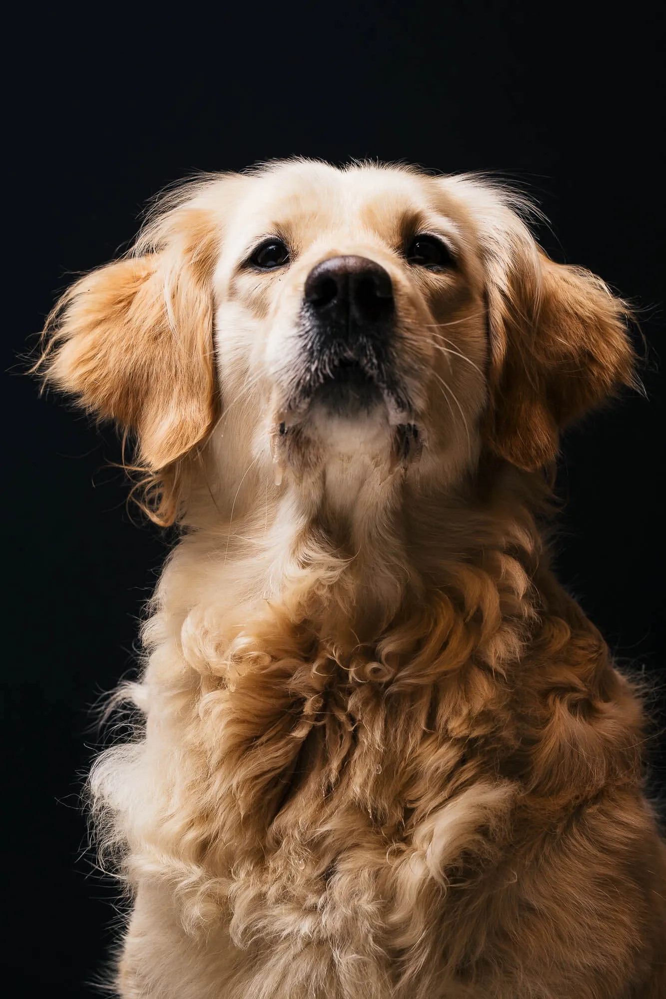 Close-up of a golden retriever with curly fur against a black background.
