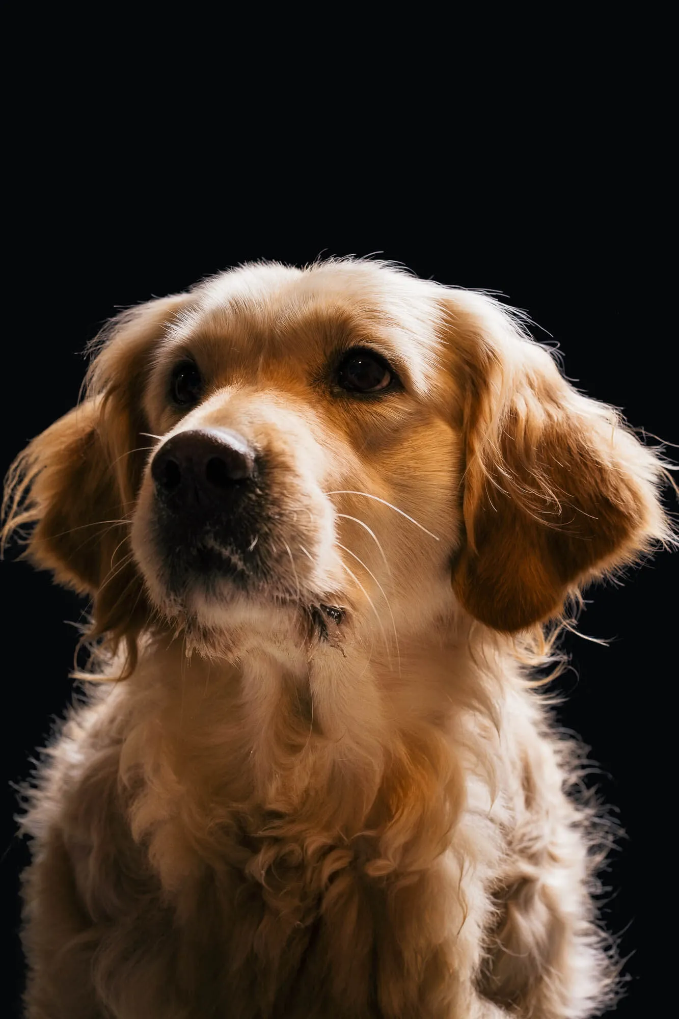 Close-up portrait of a golden retriever dog with soft fur against a dark background — Art Animal.