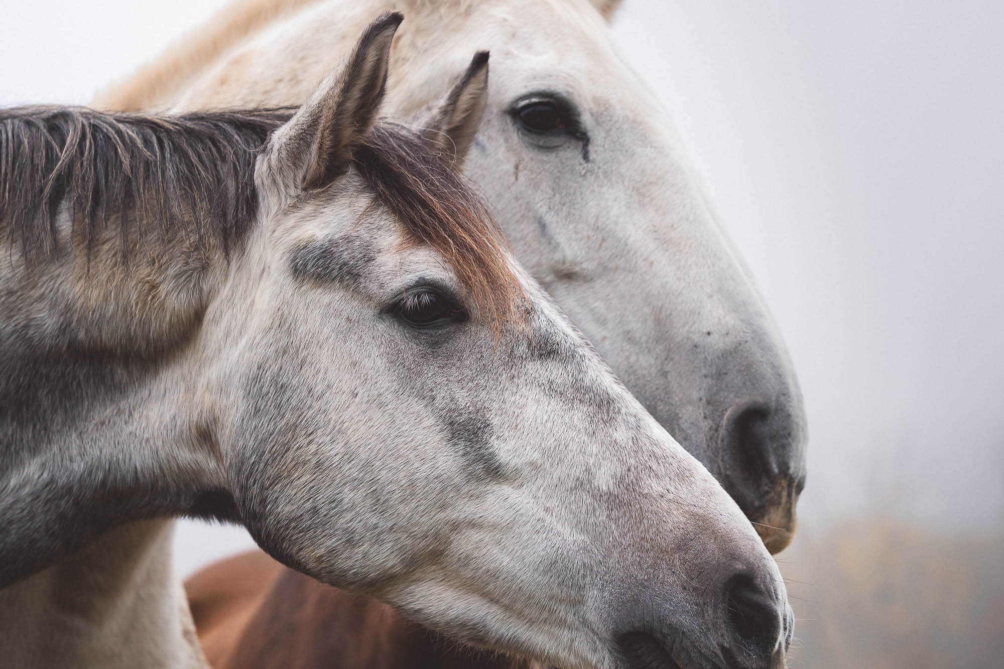 Elegant horse Fine Art portrait, soft side lighting, emotional expression — Art Animal
